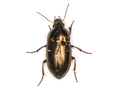 Amara aenea